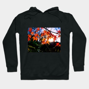 Photography - The sun tries to reach me Hoodie